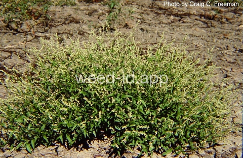 smartweed, dotted